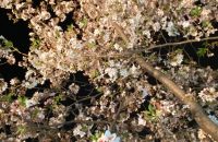 墨染寺の夜桜～ライトアップに感動【深草の桜2021年4月1日】