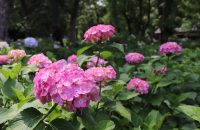 【深草の草花】藤森神社の「紫陽花まつり」で色とりどりのアジサイに癒されてきた！