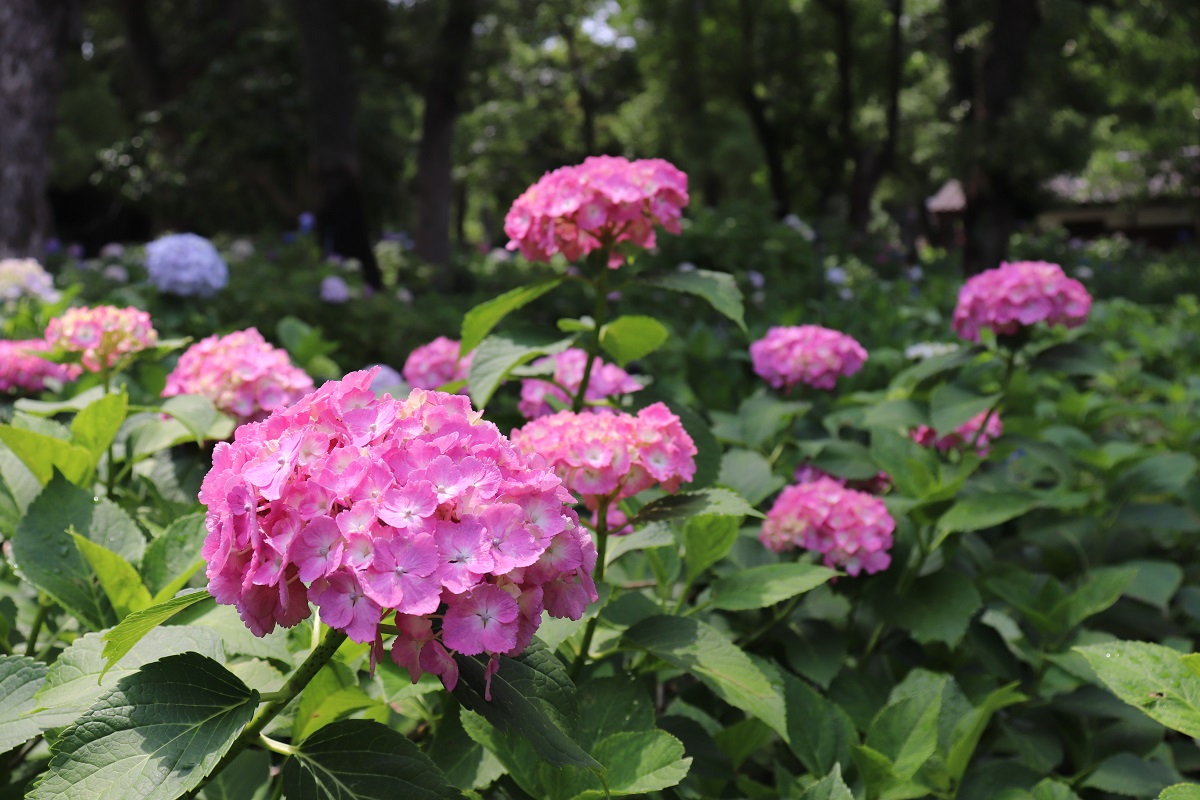 【深草の草花】藤森神社の「紫陽花まつり」で色とりどりのアジサイに癒されてきた！