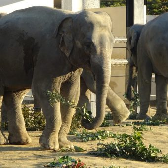 【要申込】さすてな講座 「京都市動物園のはてな？」<br>～動物園とSDGs～