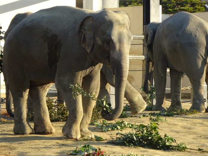 【要申込】さすてな講座 「京都市動物園のはてな？」<br>～動物園とSDGs～