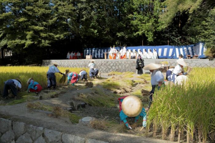 伏見稲荷大社　抜穂祭（ぬきほさい）