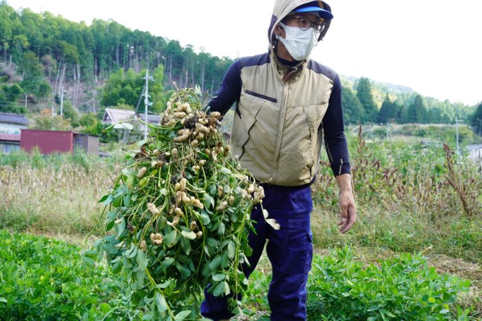 「まつは」おつまみ研究会　～生落花生を味わおう～