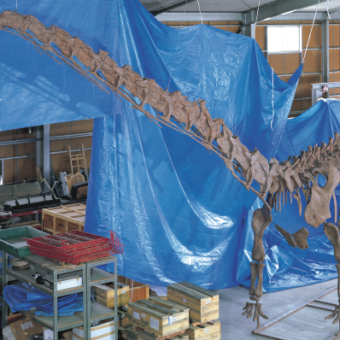 歴彩館こどもカレッジ　恐竜教室 恐竜博士にきいてみよう！～化石から読み解くおしごと～