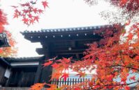 京都早朝紅葉さんぽ～修学院界隈　曼殊院門跡と赤山禅院の寒桜【11月21日】