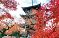 京都早朝紅葉さんぽ～真正極楽寺（真如堂）の紅葉と三重塔【11月28日】