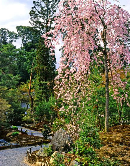 宝厳院　春の特別拝観