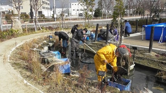 自然観察会「かいぼり」