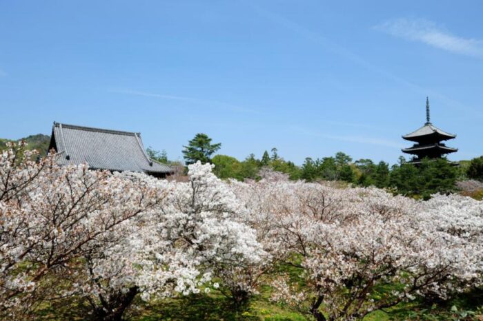 特別入山期間　御室花まつり