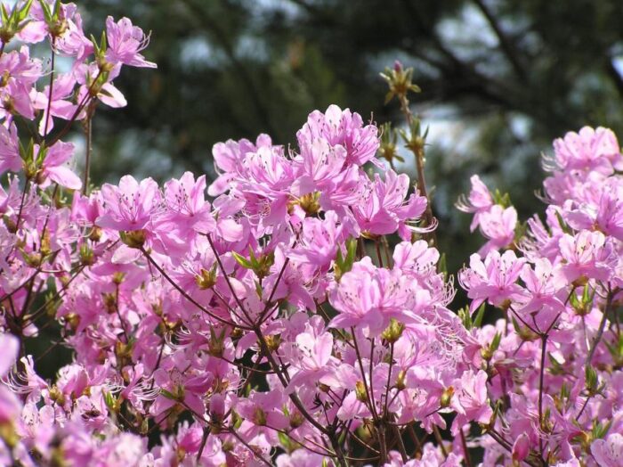 特別入山期間　御室花まつり