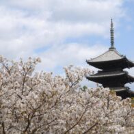 特別入山期間　御室花まつり