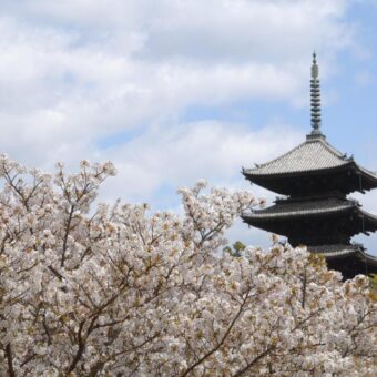 特別入山期間　御室花まつり