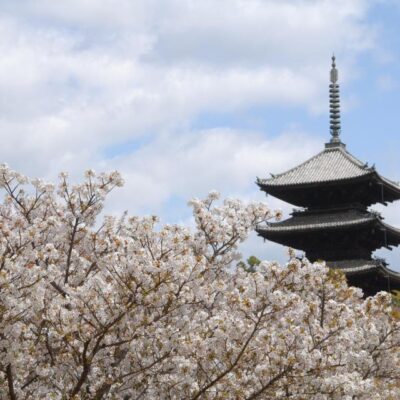 特別入山期間　御室花まつり