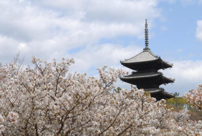 特別入山期間　御室花まつり