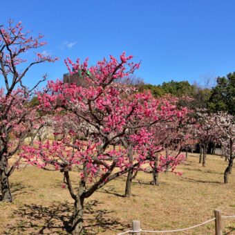 梅小路公園　梅まつり