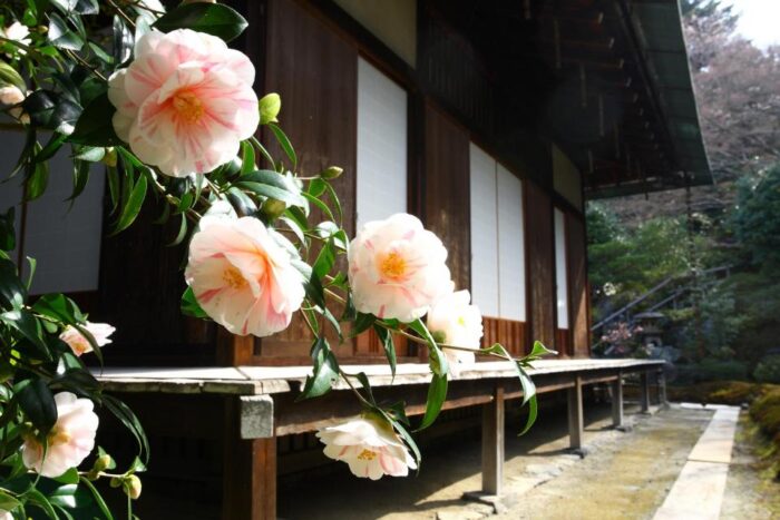 「霊鑑寺」春の特別公開