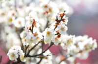 梅が満開！梅小路公園で「冬のお花見」を楽しもう！