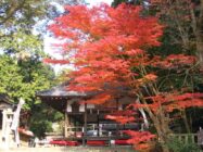 平岡八幡宮　「花の天井」秋の特別拝観