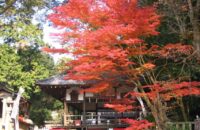 平岡八幡宮　「花の天井」秋の特別拝観