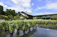 梅小路公園　藤袴と和の花展