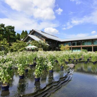 梅小路公園　藤袴と和の花展