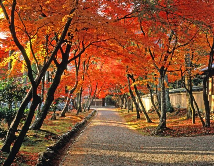 宝厳院　秋の特別拝観