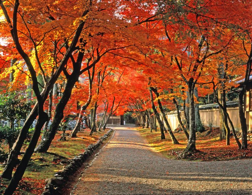 宝厳院～参道