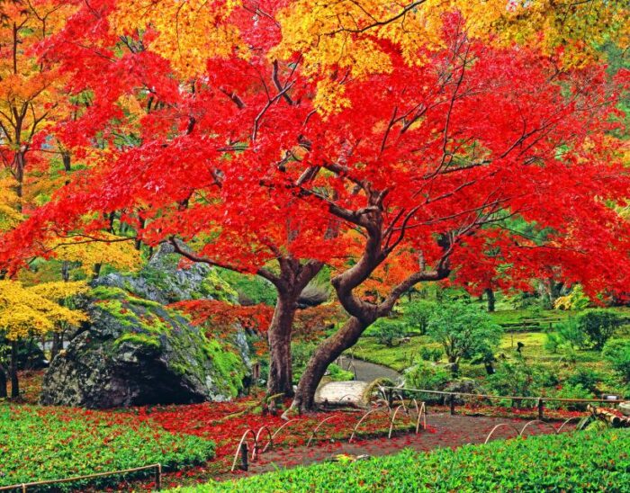 宝厳院　秋の特別拝観