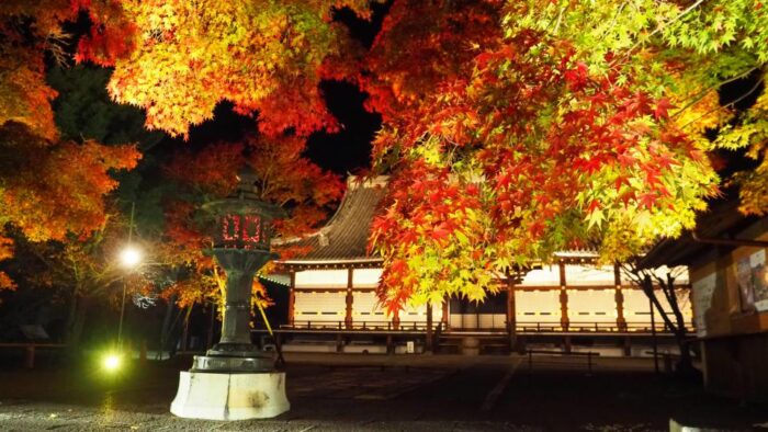 仁和寺もみじライトアップ　紅葉残照