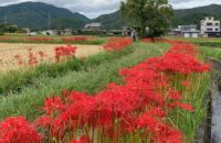 【京都　亀岡市】今週末が超見ごろ！「ひがん花の里」にカメラ持参でレッツゴー！