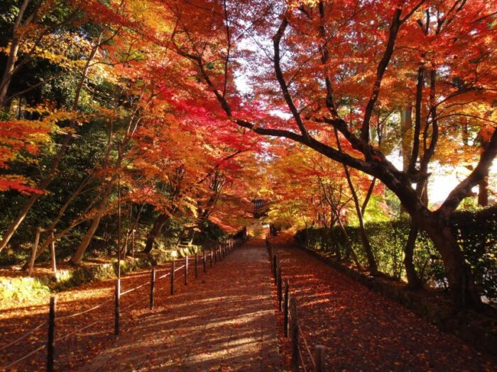 西山浄土宗総本山光明寺「紅葉の特別入山」