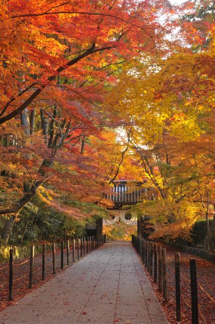 西山浄土宗総本山光明寺「紅葉の特別入山」