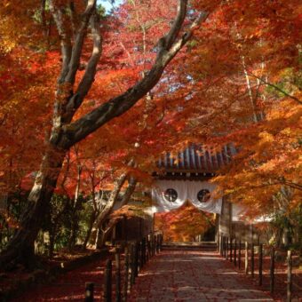 西山浄土宗総本山光明寺「紅葉の特別入山」
