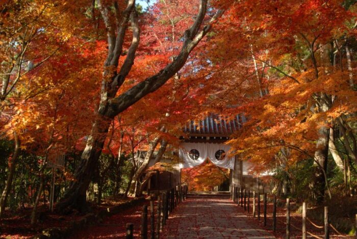 西山浄土宗総本山光明寺「紅葉の特別入山」