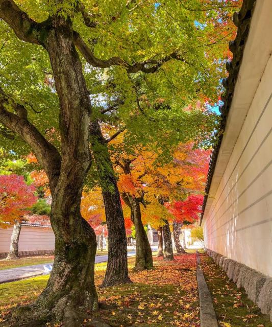 妙顕寺　秋の特別公開