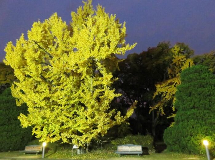 紅葉ライトアップ【京都府立植物園】