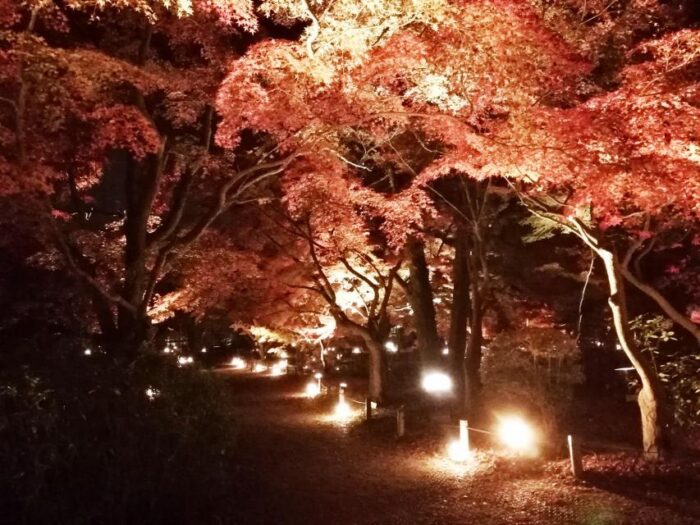 紅葉ライトアップ【京都府立植物園】