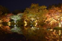 紅葉ライトアップ【京都府立植物園】