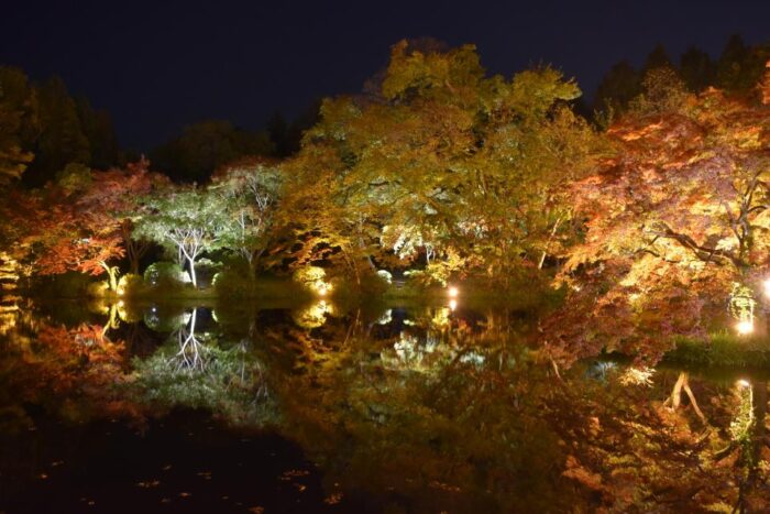 紅葉ライトアップ【京都府立植物園】
