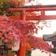 世界遺産・下鴨神社／糺の森の紅葉はまだまだこれからが見ごろ！＜11月27日＞
