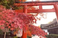 世界遺産・下鴨神社／糺の森の紅葉はまだまだこれからが見ごろ！＜11月27日＞