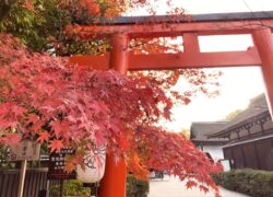 世界遺産・下鴨神社／糺の森の紅葉はまだまだこれからが見ごろ！＜11月27日＞