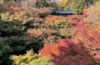 早くも色づき始めた京都市内で人気の紅葉の名所！　東福寺に行ってきました！