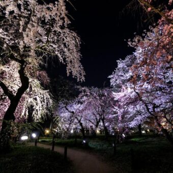 桜のライトアップ【京都府立植物園】
