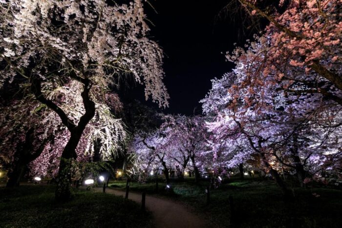 桜のライトアップ【京都府立植物園】