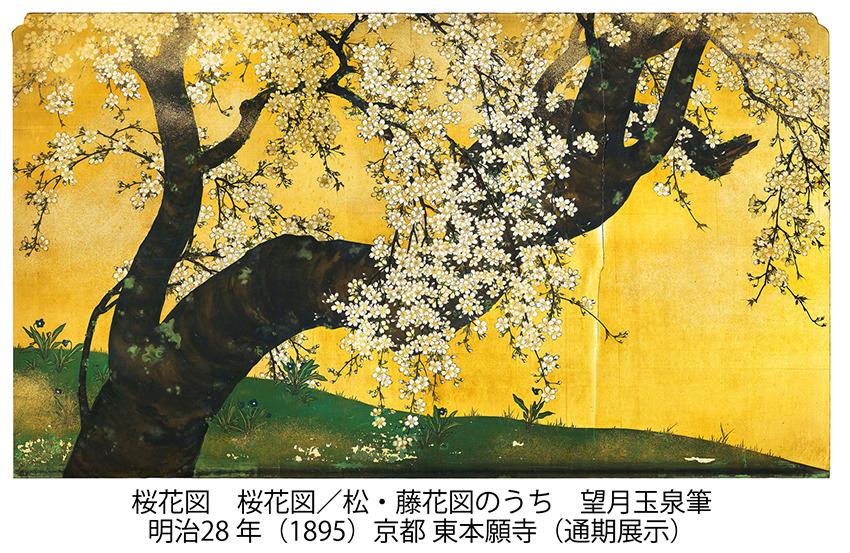 桜花図　桜花図／松・藤花図のうち　望月玉泉筆　明治28年（1895）京都　東本願寺