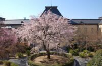 京都府庁旧本館「観桜祭（かんおうさい）」