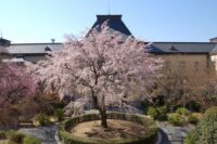 京都府庁旧本館「観桜祭（かんおうさい）」