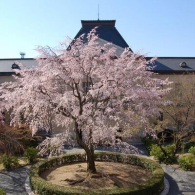 京都府庁旧本館「観桜祭（かんおうさい）」