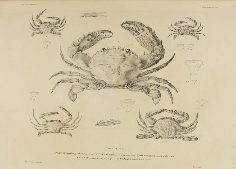 フィリップ・フランツ・フォン・シーボルト「日本動物誌」 1833-50年 ライデン刊　公益財団法人東洋文庫蔵